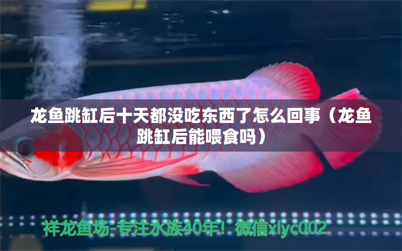 龍魚跳缸后十天都沒吃東西了怎么回事（龍魚跳缸后能喂食嗎）