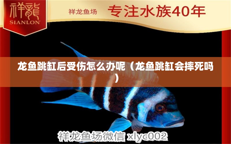 龍魚跳缸后受傷怎么辦呢（龍魚跳缸會摔死嗎）