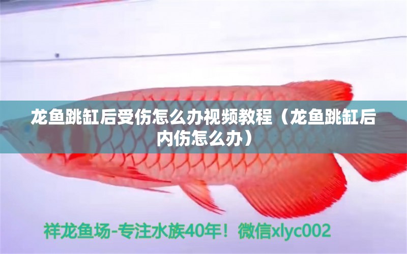 龍魚跳缸后受傷怎么辦視頻教程（龍魚跳缸后內(nèi)傷怎么辦） 觀賞魚