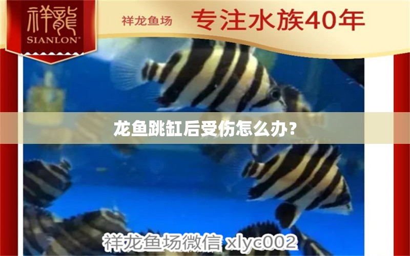 龍魚跳缸后受傷怎么辦？