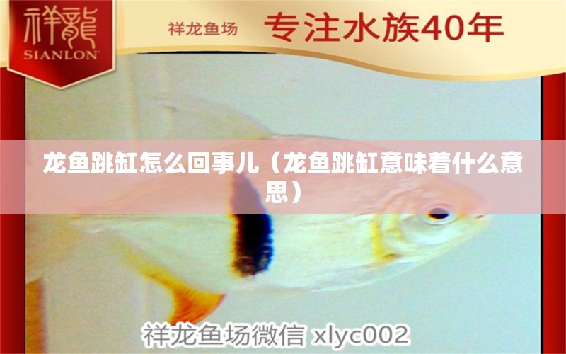 龍魚跳缸怎么回事兒（龍魚跳缸意味著什么意思）