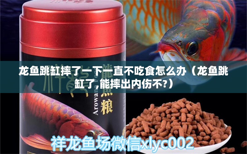 龍魚跳缸摔了一下一直不吃食怎么辦（龍魚跳缸了,能摔出內(nèi)傷不?）