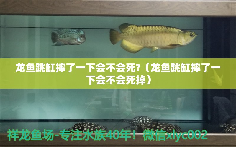 龍魚(yú)跳缸摔了一下會(huì)不會(huì)死?（龍魚(yú)跳缸摔了一下會(huì)不會(huì)死掉）