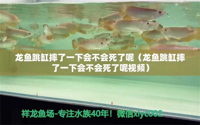 龍魚跳缸摔了一下會不會死了呢（龍魚跳缸摔了一下會不會死了呢視頻）