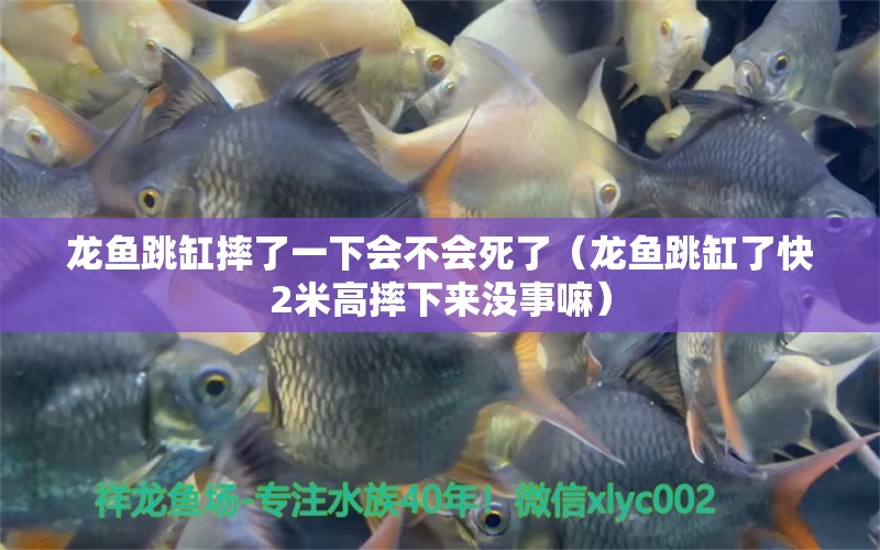 龍魚跳缸摔了一下會不會死了（龍魚跳缸了快2米高摔下來沒事嘛）