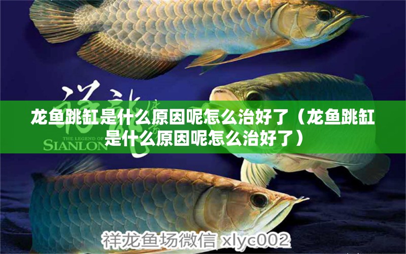 龍魚跳缸是什么原因呢怎么治好了（龍魚跳缸是什么原因呢怎么治好了） 廣州龍魚批發(fā)市場(chǎng)