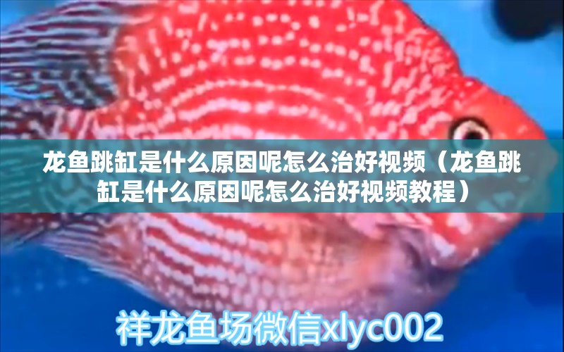 龍魚(yú)跳缸是什么原因呢怎么治好視頻（龍魚(yú)跳缸是什么原因呢怎么治好視頻教程）