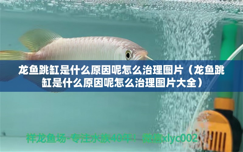 龍魚(yú)跳缸是什么原因呢怎么治理圖片（龍魚(yú)跳缸是什么原因呢怎么治理圖片大全）