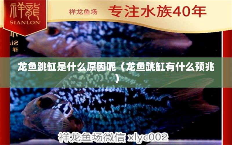 龍魚跳缸是什么原因呢（龍魚跳缸有什么預(yù)兆） 觀賞魚