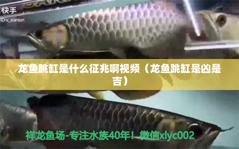 龍魚跳缸是什么征兆啊視頻（龍魚跳缸是兇是吉）