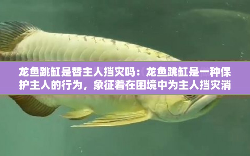 龍魚跳缸是替主人擋災嗎：龍魚跳缸是一種保護主人的行為，象征著在困境中為主人擋災消難 水族問答