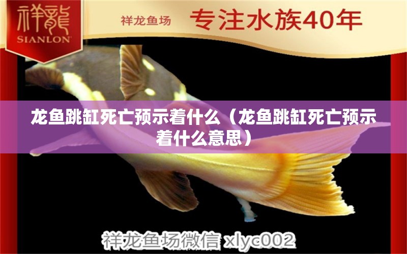 龍魚跳缸死亡預(yù)示著什么（龍魚跳缸死亡預(yù)示著什么意思） 廣州龍魚批發(fā)市場(chǎng)