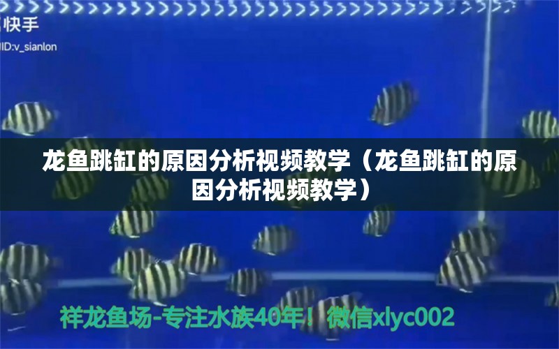 龍魚跳缸的原因分析視頻教學(xué)（龍魚跳缸的原因分析視頻教學(xué)） 廣州龍魚批發(fā)市場