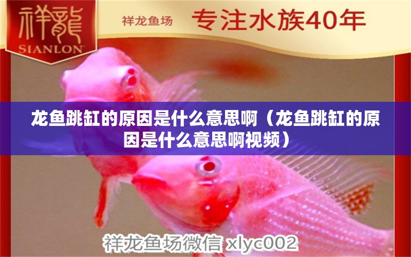 龍魚跳缸的原因是什么意思啊（龍魚跳缸的原因是什么意思啊視頻） 廣州龍魚批發(fā)市場