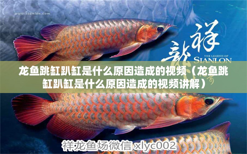 龍魚跳缸趴缸是什么原因造成的視頻（龍魚跳缸趴缸是什么原因造成的視頻講解）