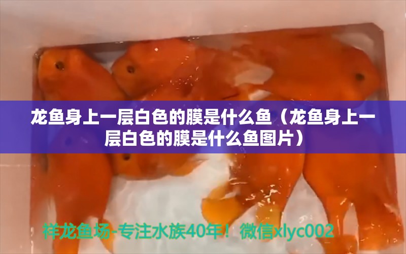 龍魚身上一層白色的膜是什么魚（龍魚身上一層白色的膜是什么魚圖片） 廣州龍魚批發(fā)市場