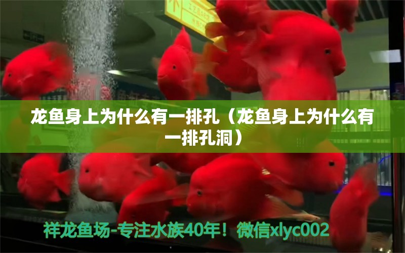 龍魚(yú)身上為什么有一排孔（龍魚(yú)身上為什么有一排孔洞） 龍魚(yú)疾病與治療