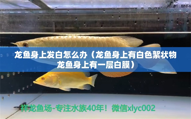 龍魚身上發(fā)白怎么辦（龍魚身上有白色絮狀物龍魚身上有一層白膜）