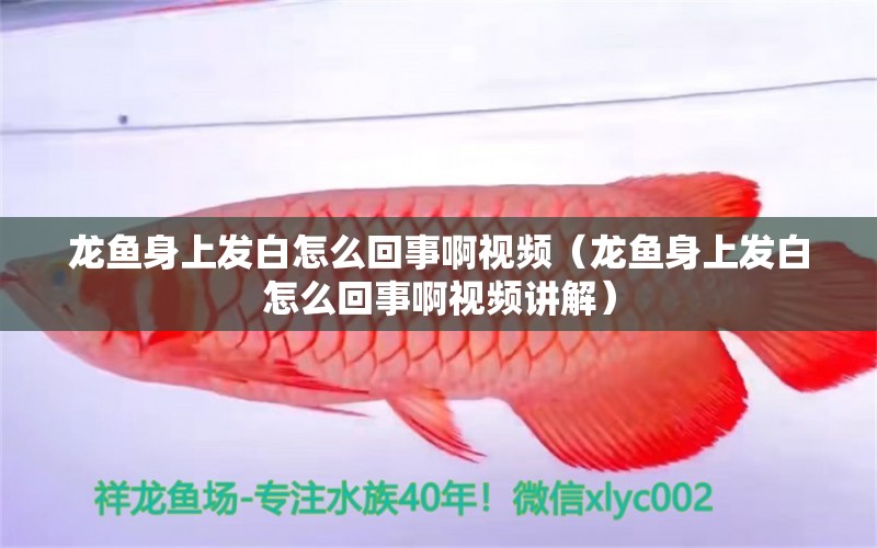 龍魚身上發(fā)白怎么回事啊視頻（龍魚身上發(fā)白怎么回事啊視頻講解） 廣州龍魚批發(fā)市場(chǎng)