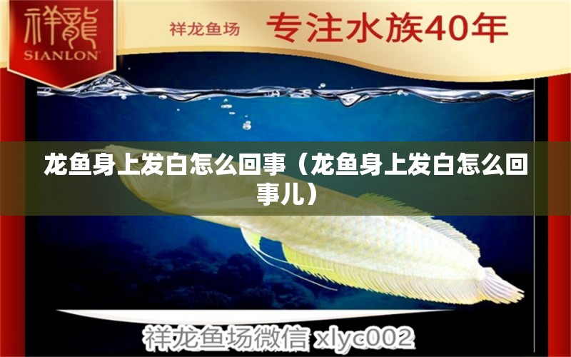 龍魚身上發(fā)白怎么回事（龍魚身上發(fā)白怎么回事兒） 廣州龍魚批發(fā)市場