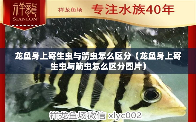 龍魚身上寄生蟲與箭蟲怎么區(qū)分（龍魚身上寄生蟲與箭蟲怎么區(qū)分圖片）