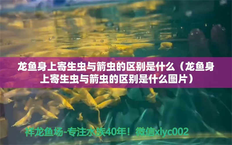 龍魚身上寄生蟲與箭蟲的區(qū)別是什么（龍魚身上寄生蟲與箭蟲的區(qū)別是什么圖片）