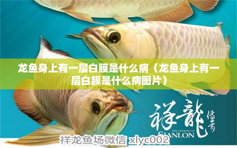 龍魚身上有一層白膜是什么?。堲~身上有一層白膜是什么病圖片）