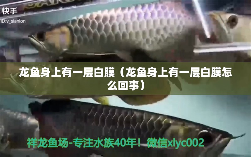 龍魚身上有一層白膜（龍魚身上有一層白膜怎么回事）