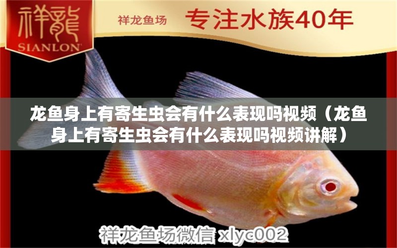 龍魚身上有寄生蟲會有什么表現(xiàn)嗎視頻（龍魚身上有寄生蟲會有什么表現(xiàn)嗎視頻講解）