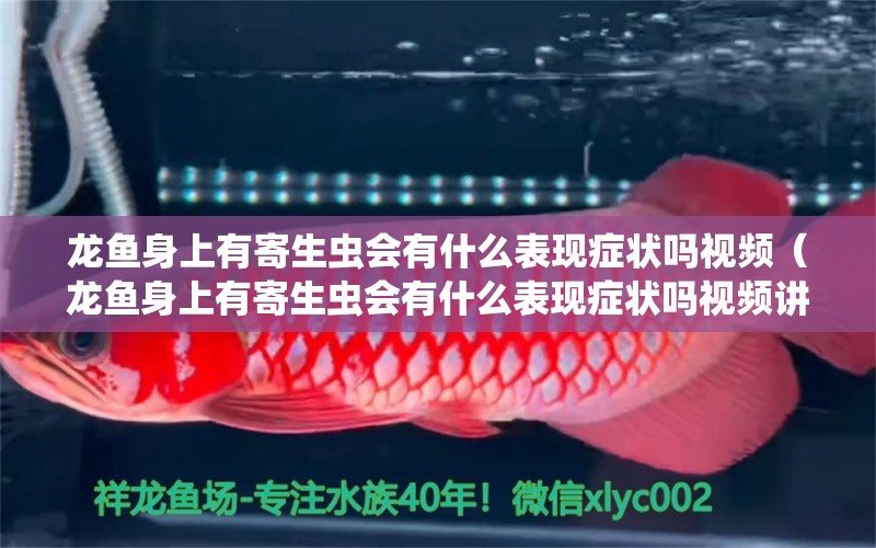 龍魚(yú)身上有寄生蟲(chóng)會(huì)有什么表現(xiàn)癥狀嗎視頻（龍魚(yú)身上有寄生蟲(chóng)會(huì)有什么表現(xiàn)癥狀嗎視頻講解）