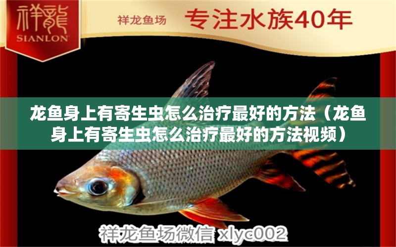 龍魚(yú)身上有寄生蟲(chóng)怎么治療最好的方法（龍魚(yú)身上有寄生蟲(chóng)怎么治療最好的方法視頻）