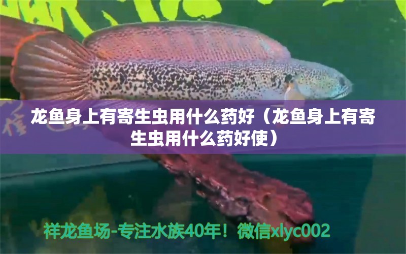 龍魚身上有寄生蟲用什么藥好（龍魚身上有寄生蟲用什么藥好使） 龍魚疾病與治療