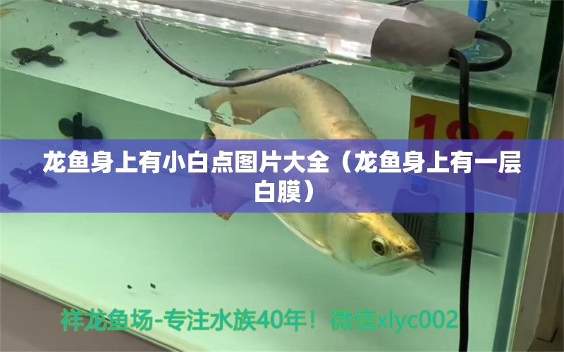 龍魚身上有小白點圖片大全（龍魚身上有一層白膜） 廣州龍魚批發(fā)市場