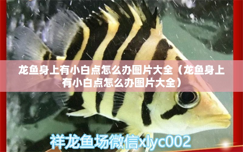 龍魚身上有小白點(diǎn)怎么辦圖片大全（龍魚身上有小白點(diǎn)怎么辦圖片大全）