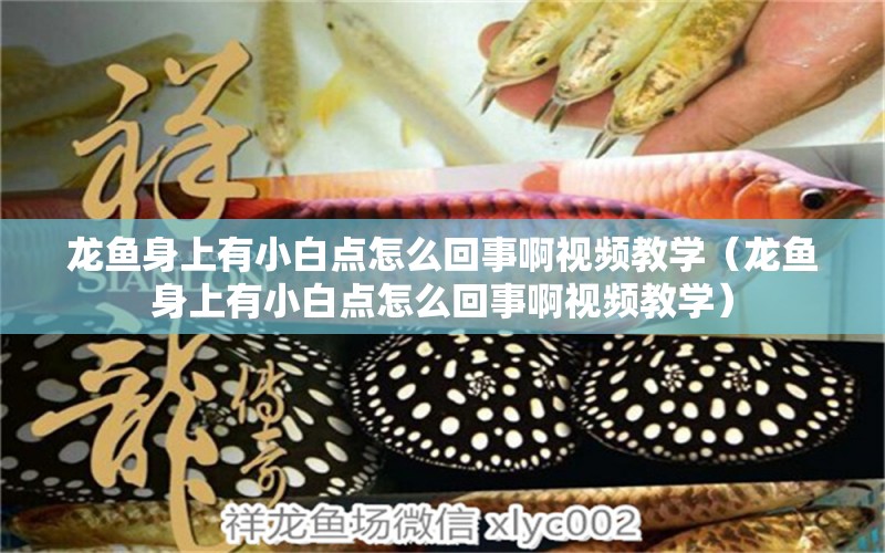 龍魚身上有小白點怎么回事啊視頻教學（龍魚身上有小白點怎么回事啊視頻教學） 廣州龍魚批發(fā)市場