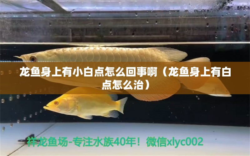 龍魚身上有小白點怎么回事?。堲~身上有白點怎么治）