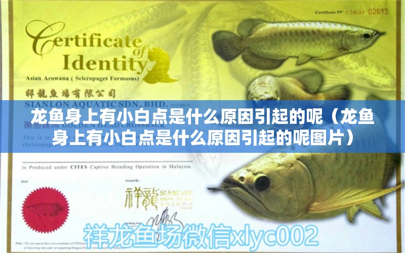 龍魚(yú)身上有小白點(diǎn)是什么原因引起的呢（龍魚(yú)身上有小白點(diǎn)是什么原因引起的呢圖片）