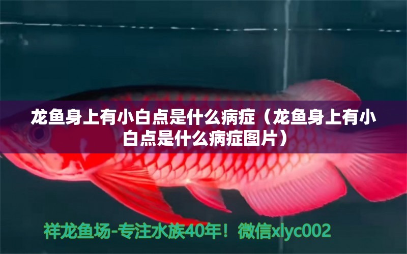 龍魚身上有小白點(diǎn)是什么病癥（龍魚身上有小白點(diǎn)是什么病癥圖片） 廣州龍魚批發(fā)市場