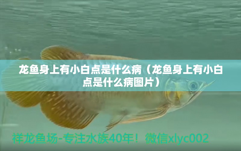 龍魚身上有小白點是什么?。堲~身上有小白點是什么病圖片） 廣州龍魚批發(fā)市場