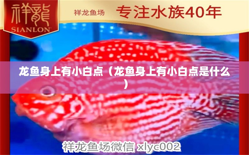 龍魚身上有小白點(diǎn)（龍魚身上有小白點(diǎn)是什么）