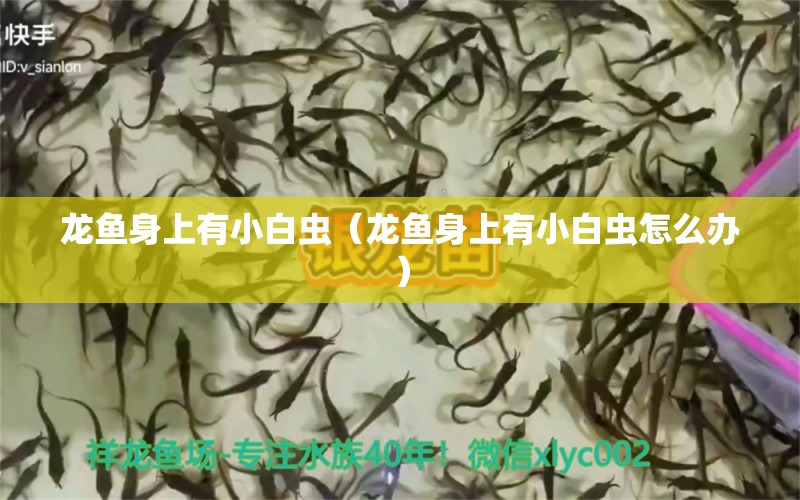 龍魚身上有小白蟲（龍魚身上有小白蟲怎么辦） 龍魚疾病與治療