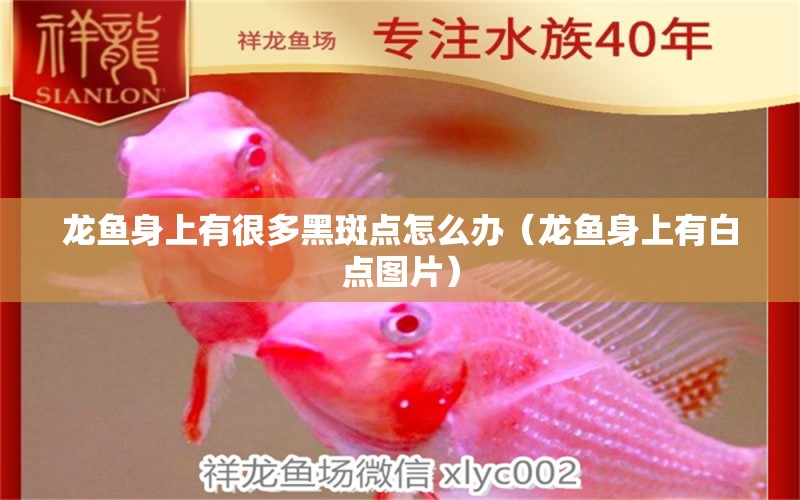 龍魚(yú)身上有很多黑斑點(diǎn)怎么辦（龍魚(yú)身上有白點(diǎn)圖片）