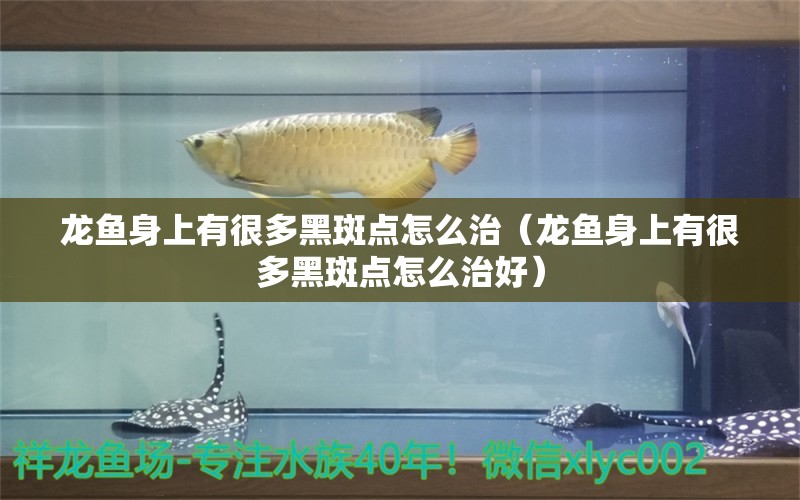 龍魚(yú)身上有很多黑斑點(diǎn)怎么治（龍魚(yú)身上有很多黑斑點(diǎn)怎么治好）