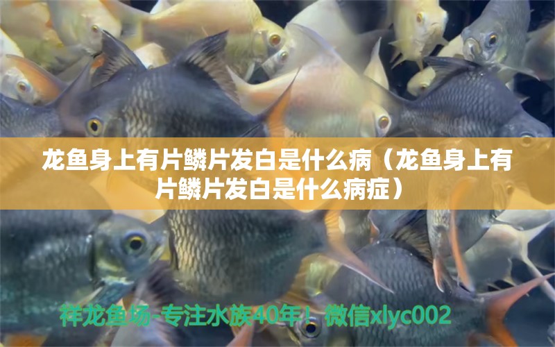 龍魚身上有片鱗片發(fā)白是什么?。堲~身上有片鱗片發(fā)白是什么病癥） 廣州龍魚批發(fā)市場