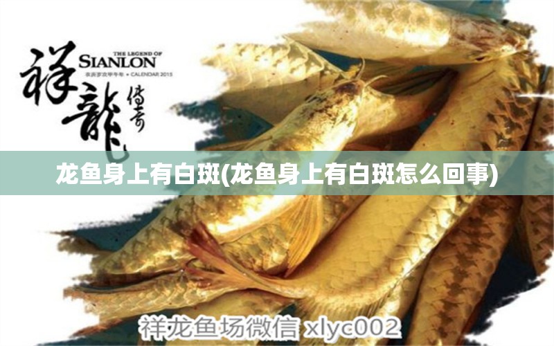 龍魚身上有白斑(龍魚身上有白斑怎么回事)