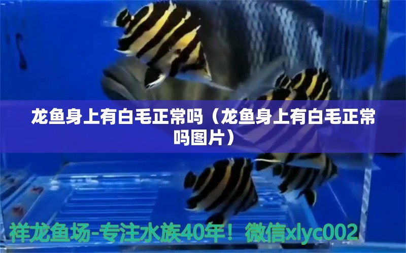 龍魚身上有白毛正常嗎（龍魚身上有白毛正常嗎圖片） 廣州龍魚批發(fā)市場