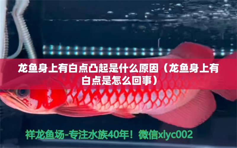 龍魚身上有白點凸起是什么原因（龍魚身上有白點是怎么回事）