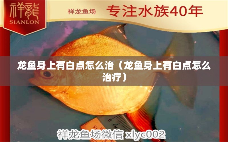 龍魚身上有白點(diǎn)怎么治（龍魚身上有白點(diǎn)怎么治療） 祥龍水族醫(yī)院