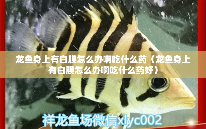 龍魚身上有白膜怎么辦啊吃什么藥（龍魚身上有白膜怎么辦啊吃什么藥好） 廣州龍魚批發(fā)市場