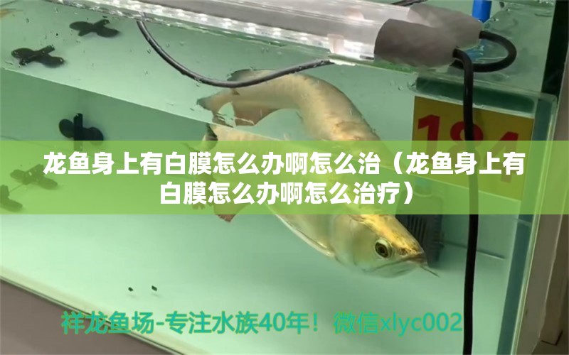 龍魚身上有白膜怎么辦啊怎么治（龍魚身上有白膜怎么辦啊怎么治療） 廣州龍魚批發(fā)市場(chǎng)